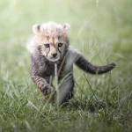 Safari Baby - Zidna slika - Image 2
