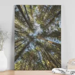 Forest Sky – Zidna slika